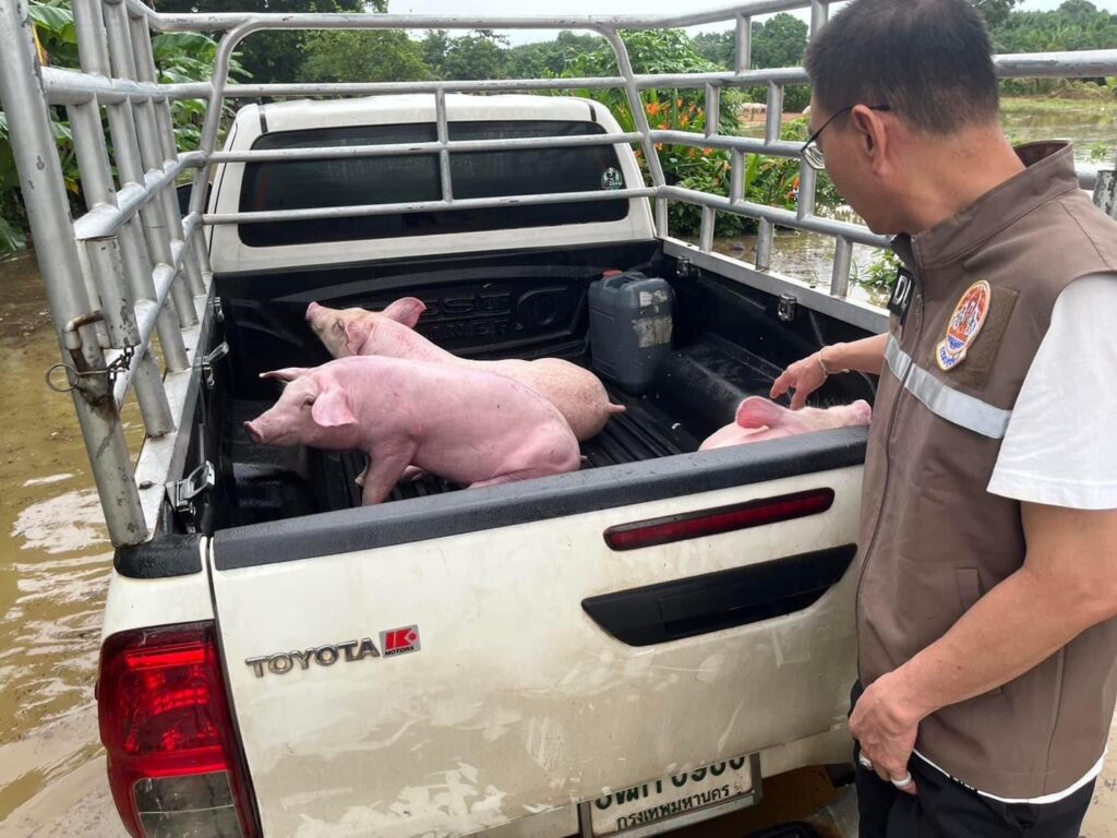 ปศุสัตว์เร่งขนย้ายหมู