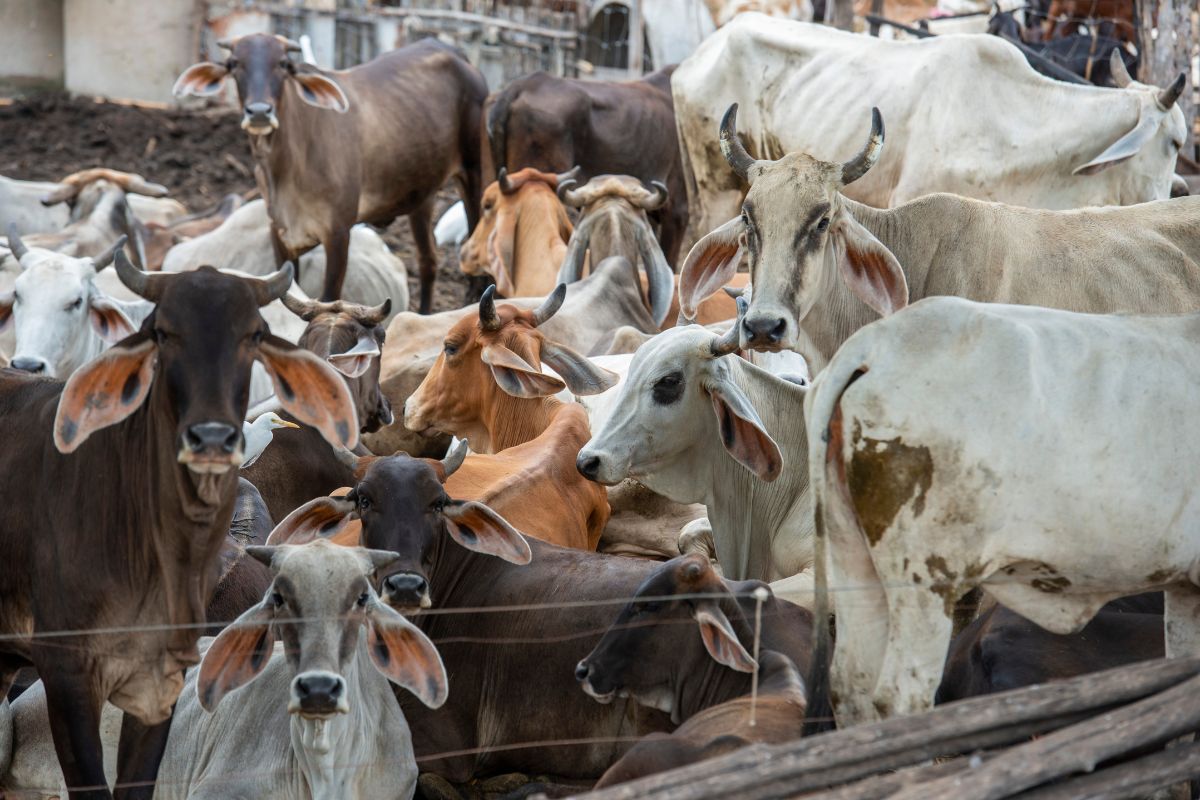 ครึ่งปีแรก 2567 ไทยส่งออกโคมีชีวิต กว่า 5 หมื่นตัว เกษตร เคาะ 4 แนวทางดูแลตลาด