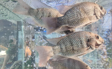 fish