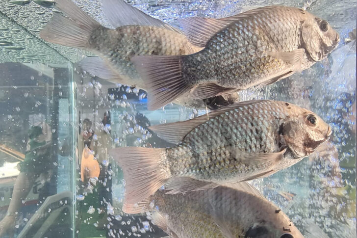 fish fish