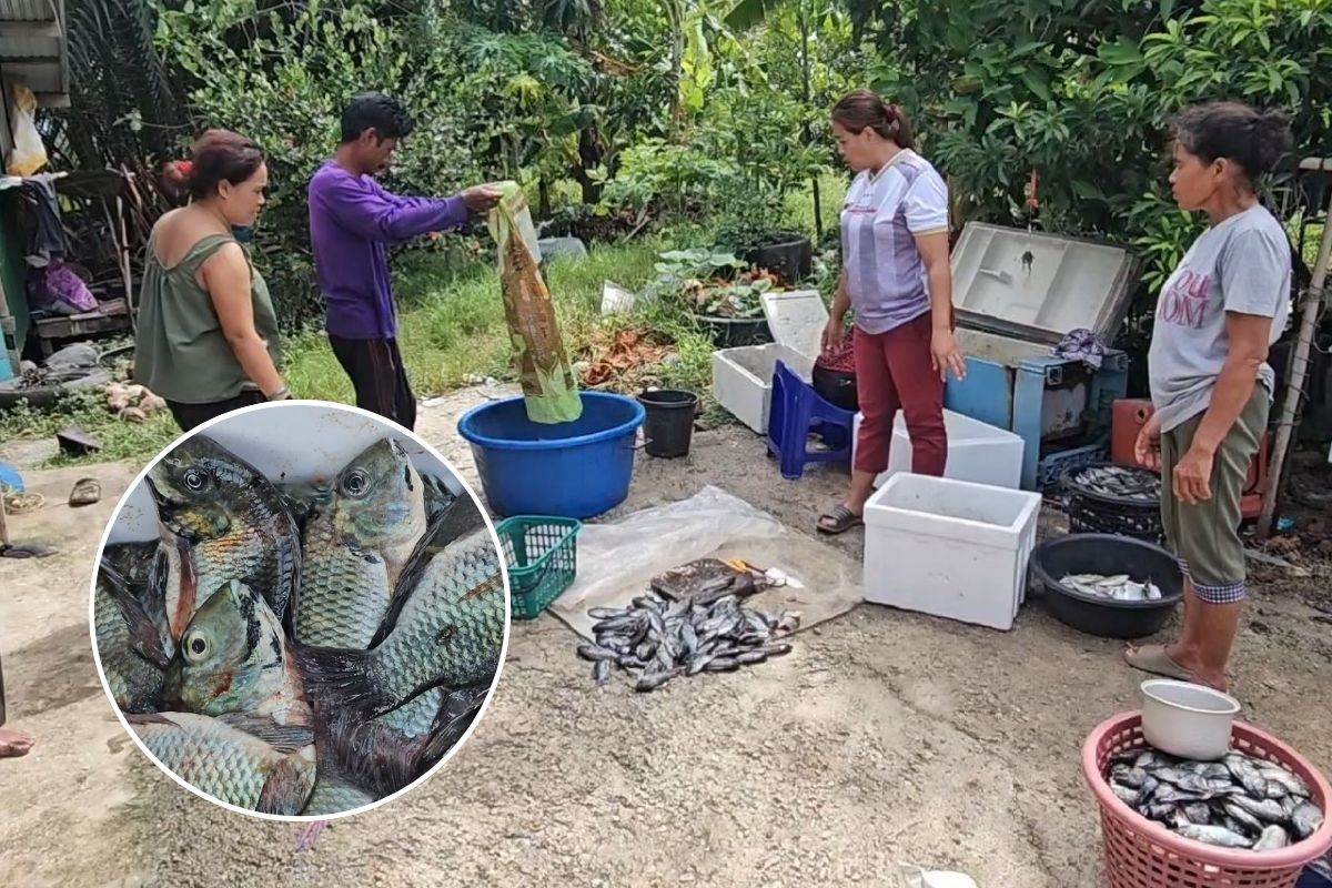 แพประมงนครศรีฯ ประกาศรับซื้อ “ปลาหมอคางดำ” ส่งขายกลุ่มเรือประมง ไปทำปลาเหยื่อ