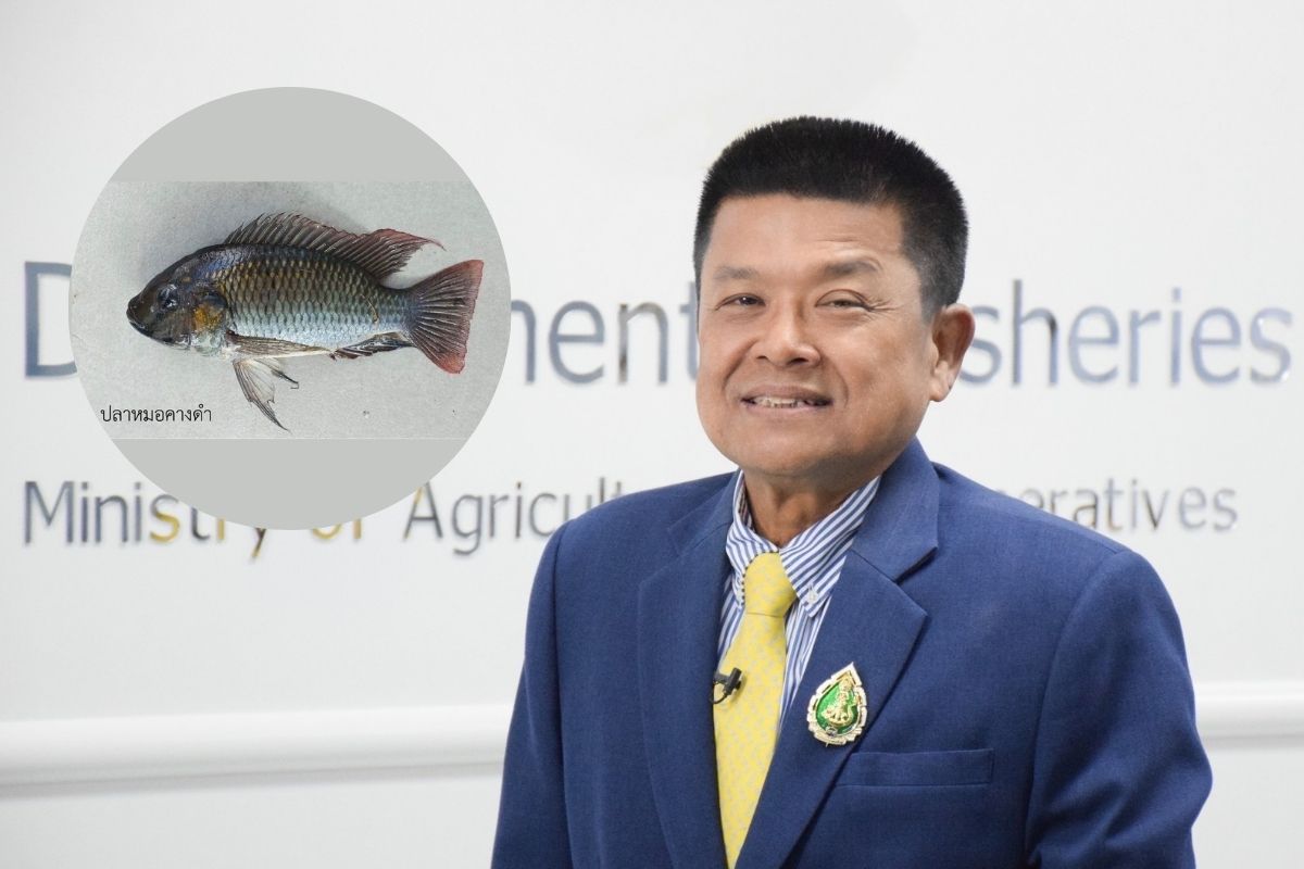 ส่งปลาไทยล่าปลาหมอคางดำ กรมประมง ย้ำหลักควบคุมแบบชีววิธีขอประชาชนมั่นใจ