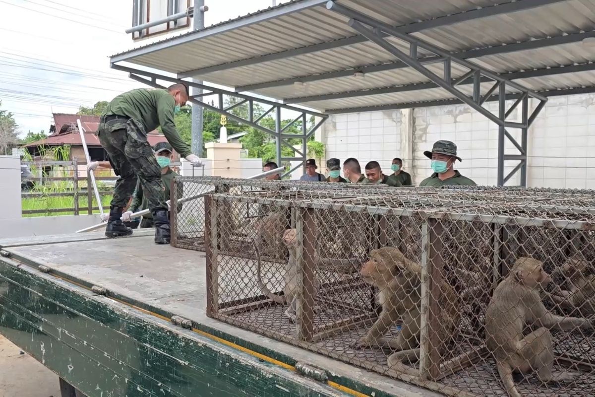 ลพบุรีจับลิงรอบใหม่ได้แล้วกว่า 350 ตัว วางแผนปล่อยสู่ธรรมชาติ