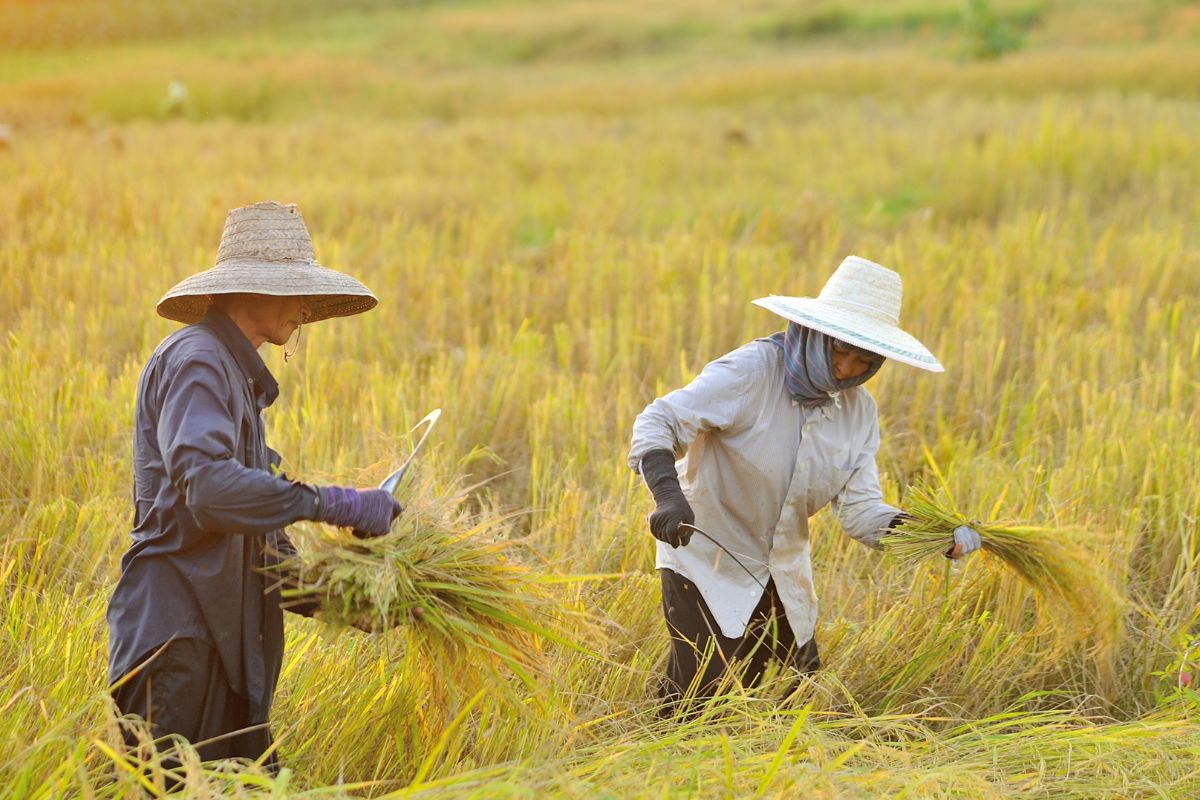 ครม.อนุมัติ 2,302 ล้าน ประกันภัยข้าวนาปี ปีการผลิต 2567