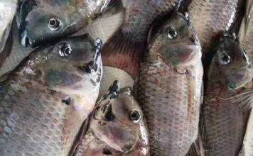 fish