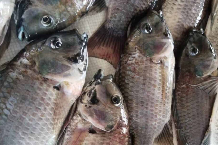 fish fish