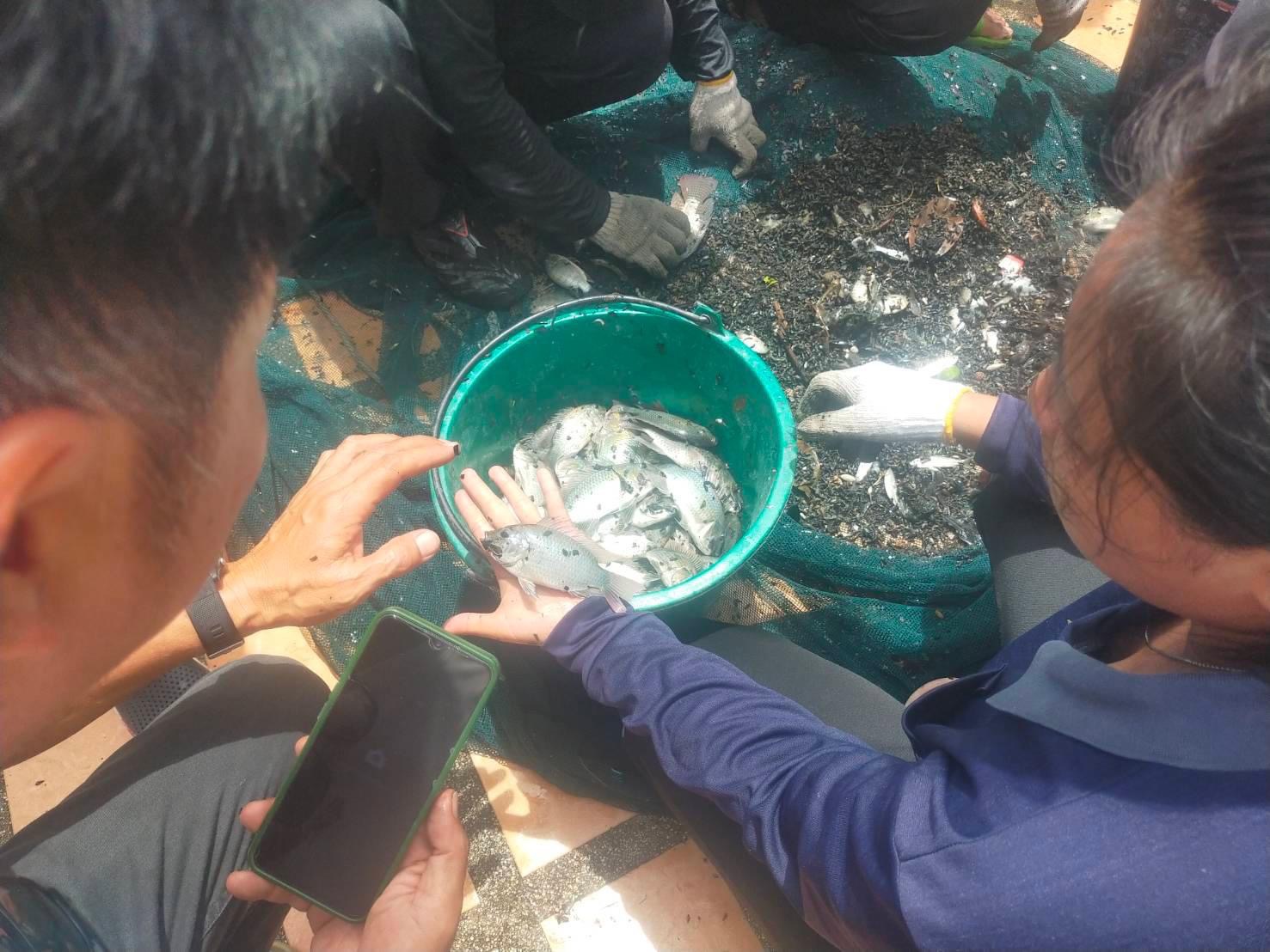 ประมงระยอง คิกออฟล้อมจับปลาหมอคางดำ
