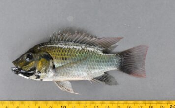 fish