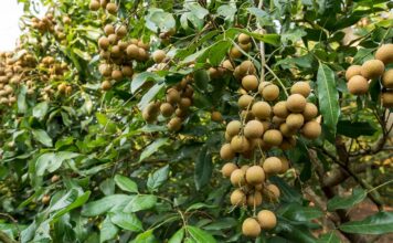 longan