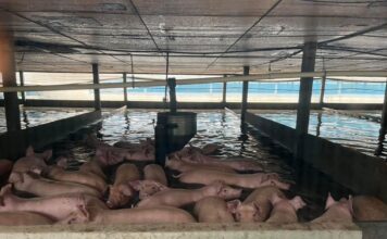 ปศุสัตว์เร่งขนย้ายหมู 1,200 ตัว