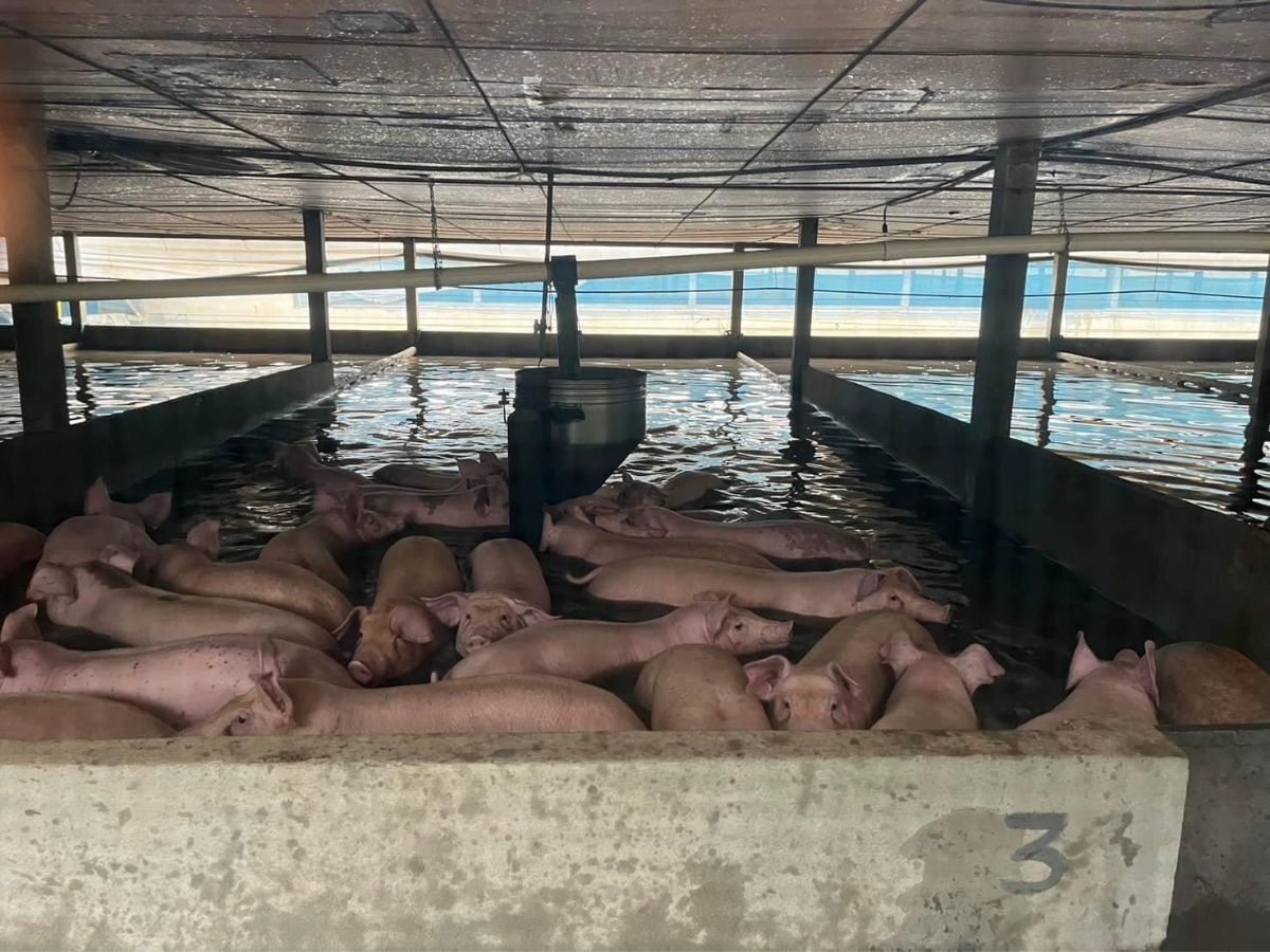 ตราดยังอ่วม ! ปศุสัตว์เร่งขนย้ายหมู 1,200 ตัว หนีน้ำท่วม