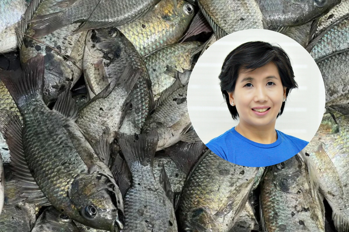 ‘ปลาหมอคางดำ’ กำจัดหมดยาก นักวิชาการจุฬาฯ ชี้ฤดูฝนน้ำหลากมีความเสี่ยงสูง