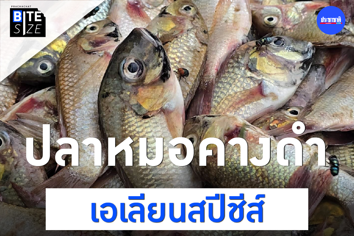 BITE SIZE : “ปลาหมอคางดำ” ระบาด สะเทือนสัตว์น้ำ-ระบบนิเวศ