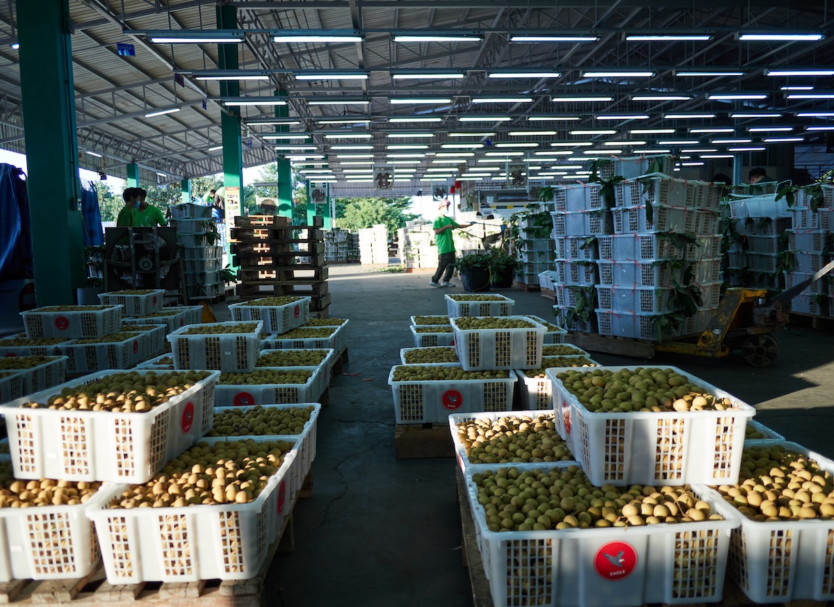longan