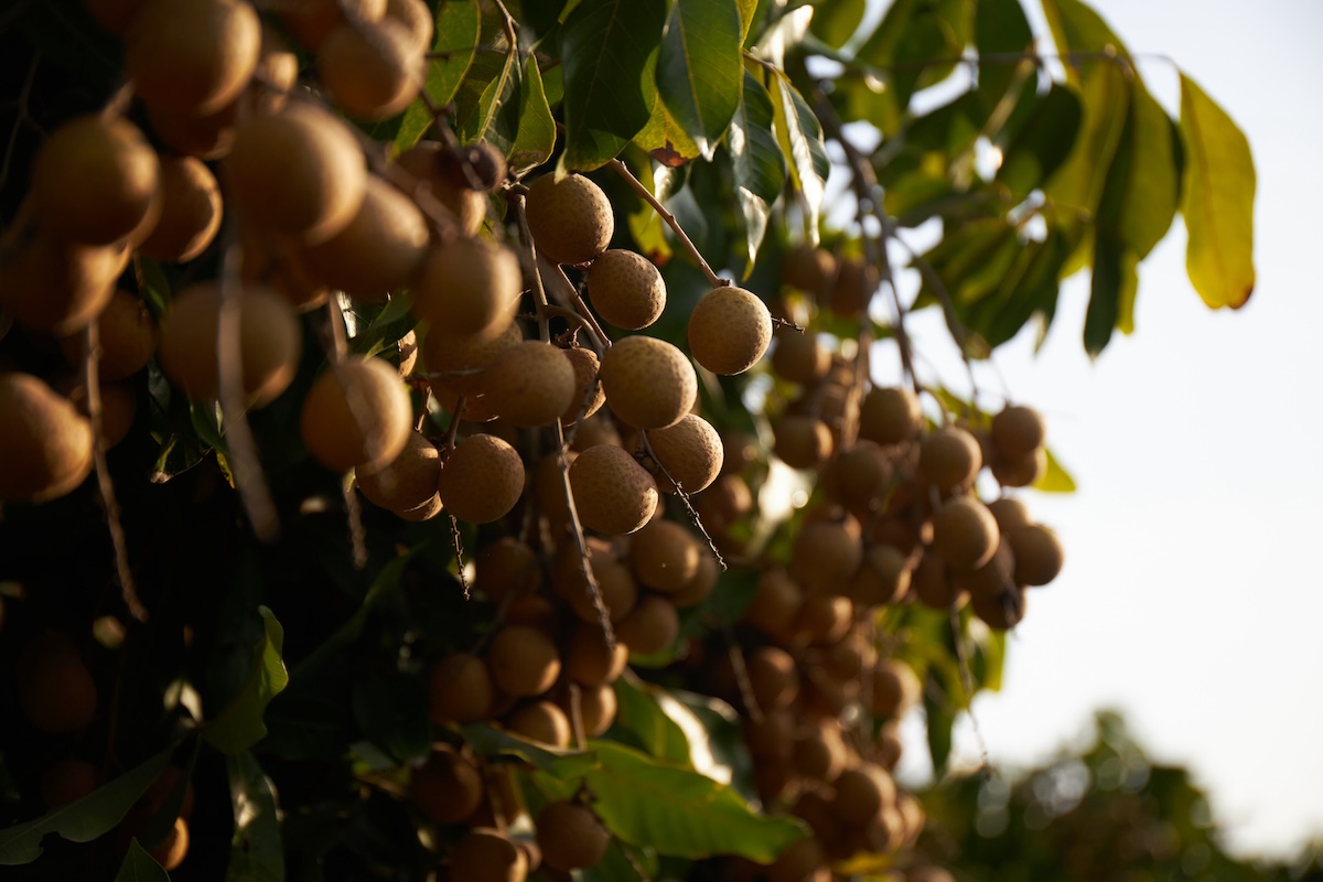 longan
