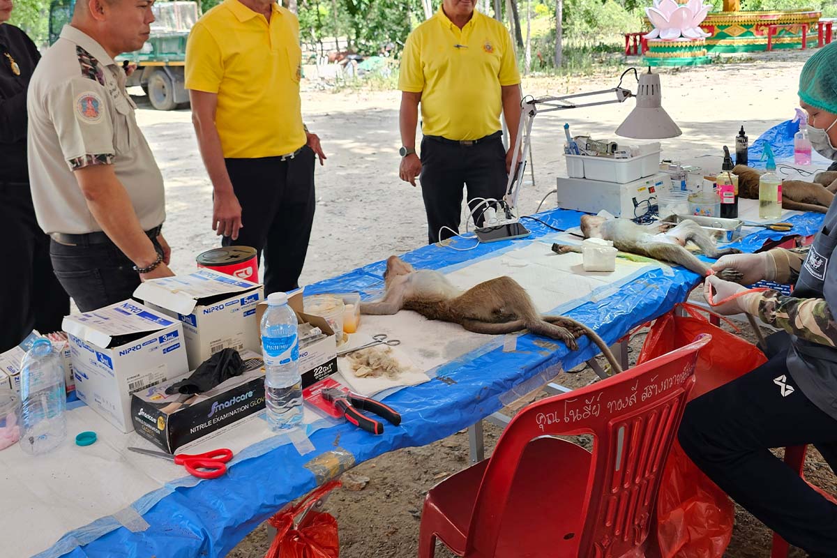 เทศบาลหัวหิน “ทำหมันลิง” เล็งปรับกรงนกขังชั่วคราว