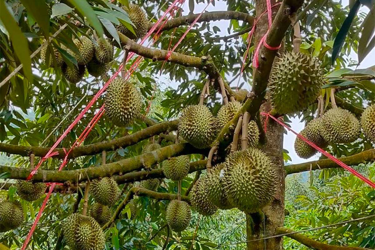 Durian crisis