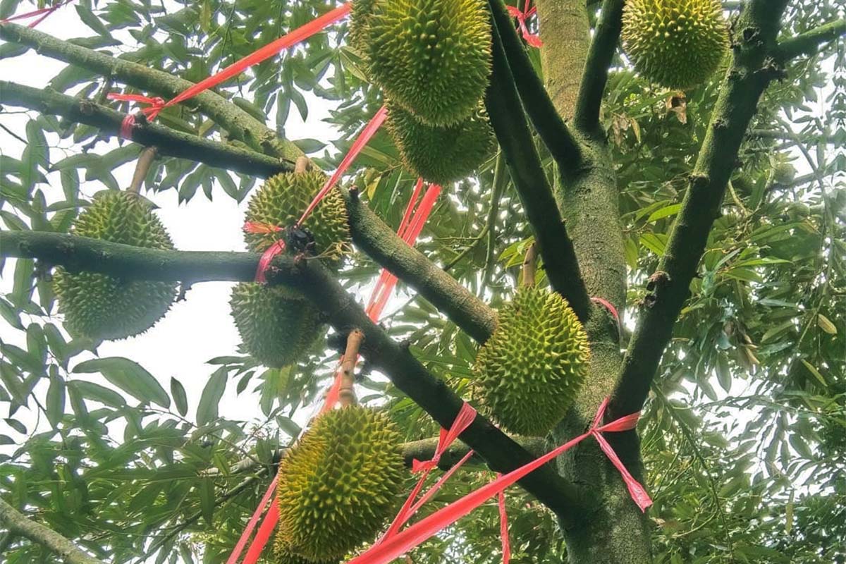 Durian crisis