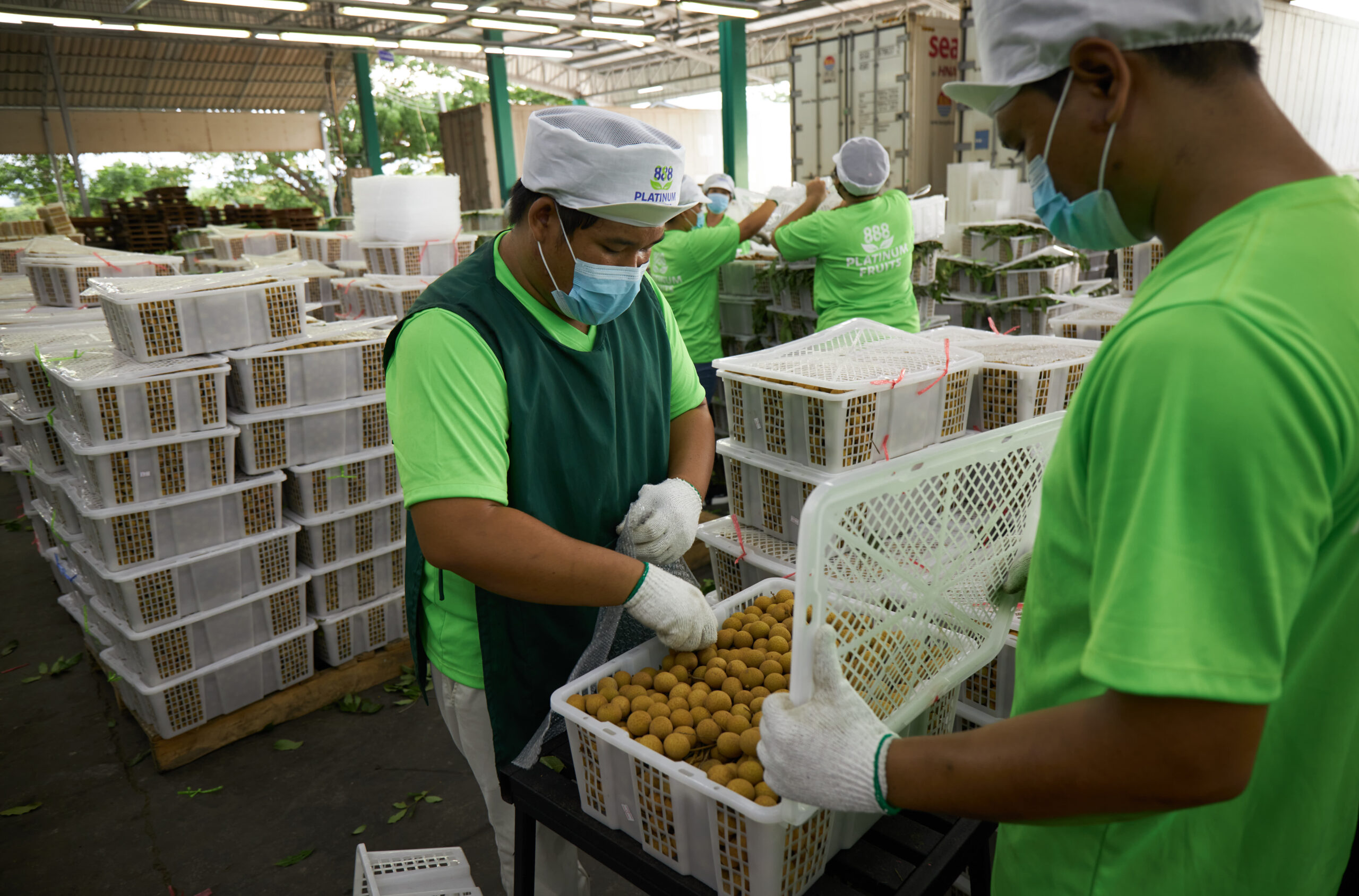longan