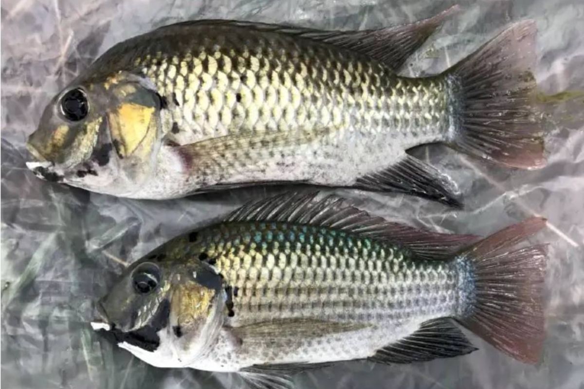 ปลาหมอคางดำระบาดไปแล้ว 19 จังหวัด กรุงเทพฯ-นนทบุรี 16 อำเภอ ใต้สุดอยู่สงขลา-พัทลุง