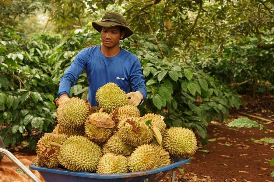 ทุเรียน