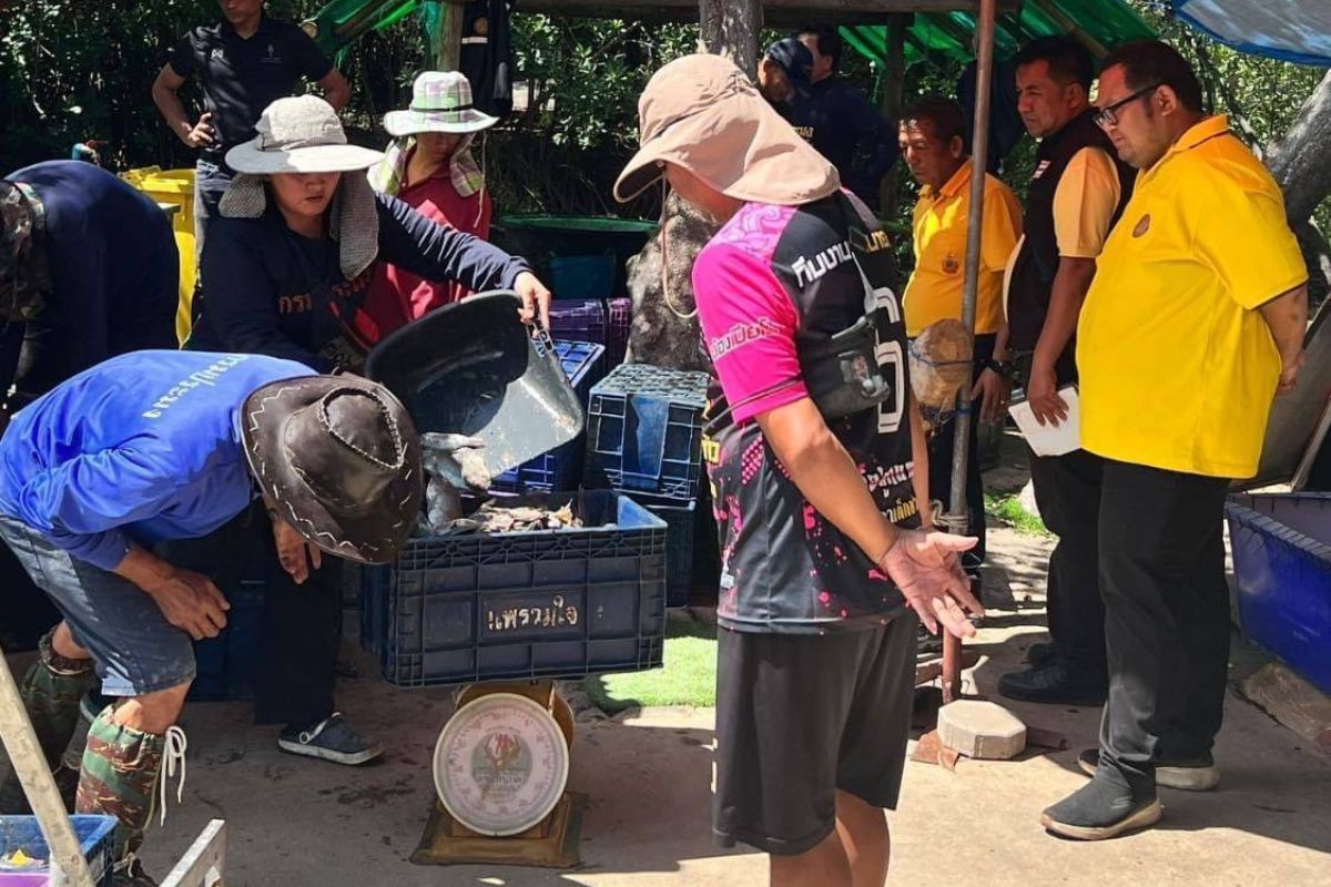 เช็กเลย จุดรับซื้อปลาหมอคางดำ 75 จุด ทั่วพื้นที่การระบาด ขาย 15 บาท/กก. ไม่มีเงื่อนไข