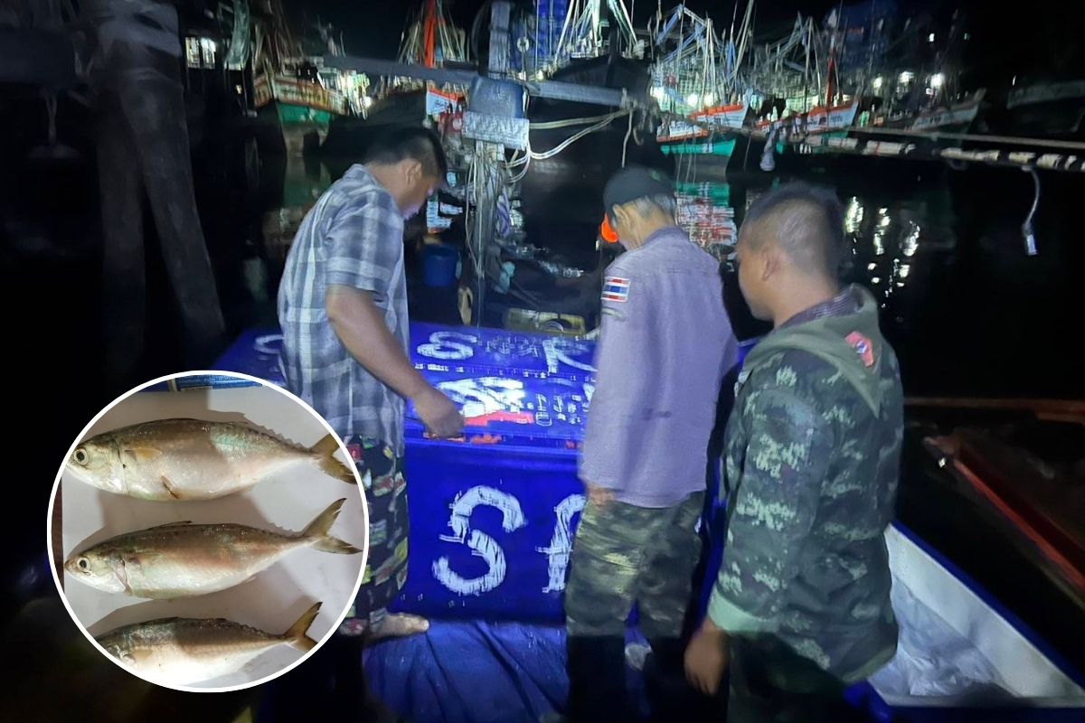 พญานาคราช จับปลาทูเถื่อน 6,000 กก. พื้นที่ทะเลอันดามัน จ.ระนอง
