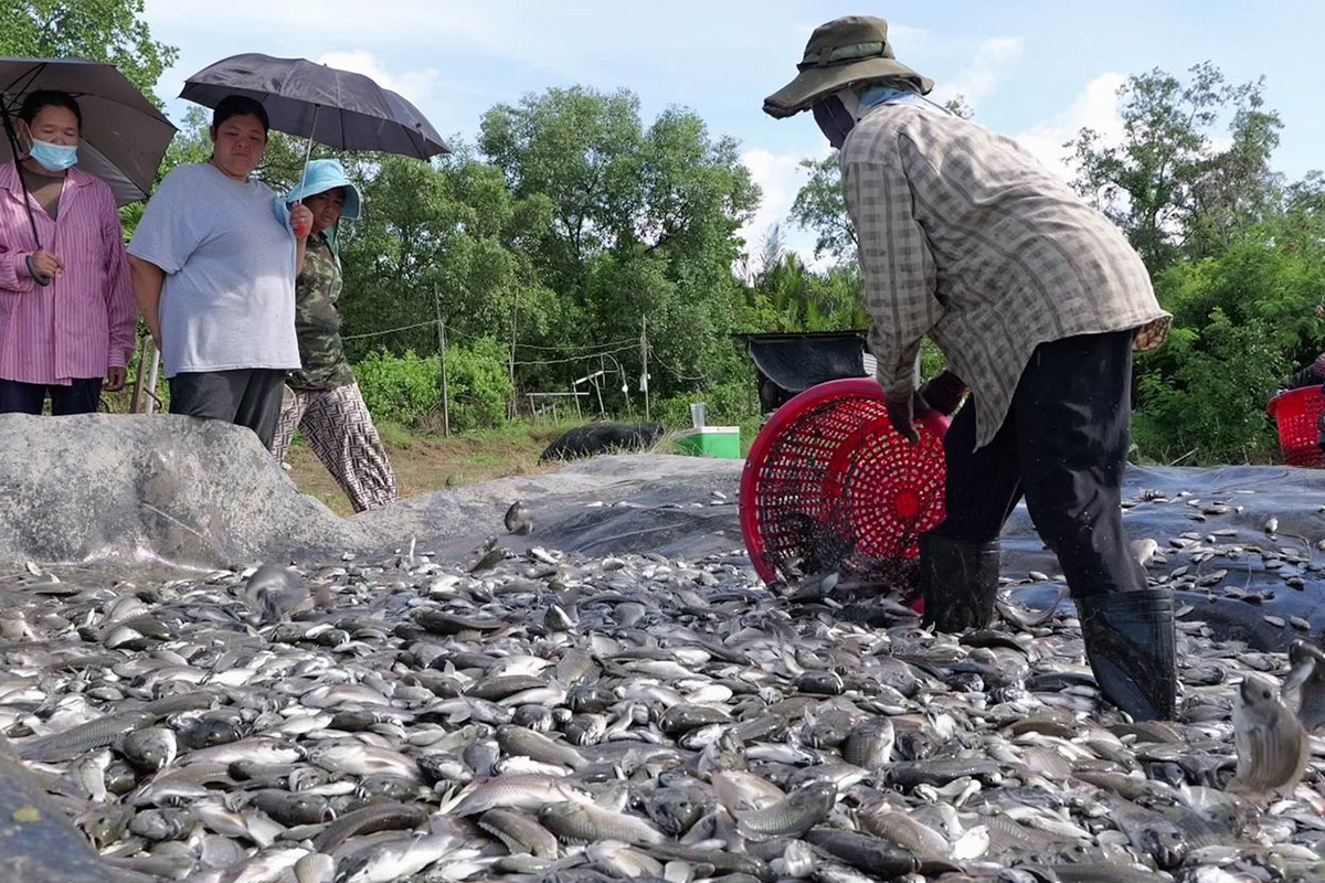 ชงเขตภัยพิบัติปลาหมอคางดำ ใช้เงินทดรองจ่าย 260 ล้าน