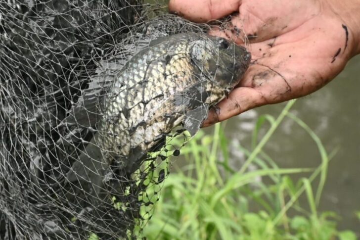 fish