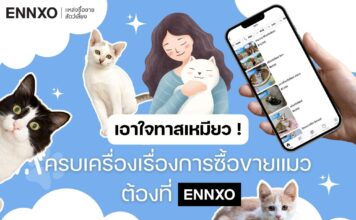 ซื้อขายแมวทุกสายพันธุ์ที่ ENNXO ตลาดแมวออนไลน์ที่ทาสแมวควรรู้จัก