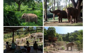 4 ปางช้างไทย ชนะใจนักท่องเที่ยวทั่วโลก