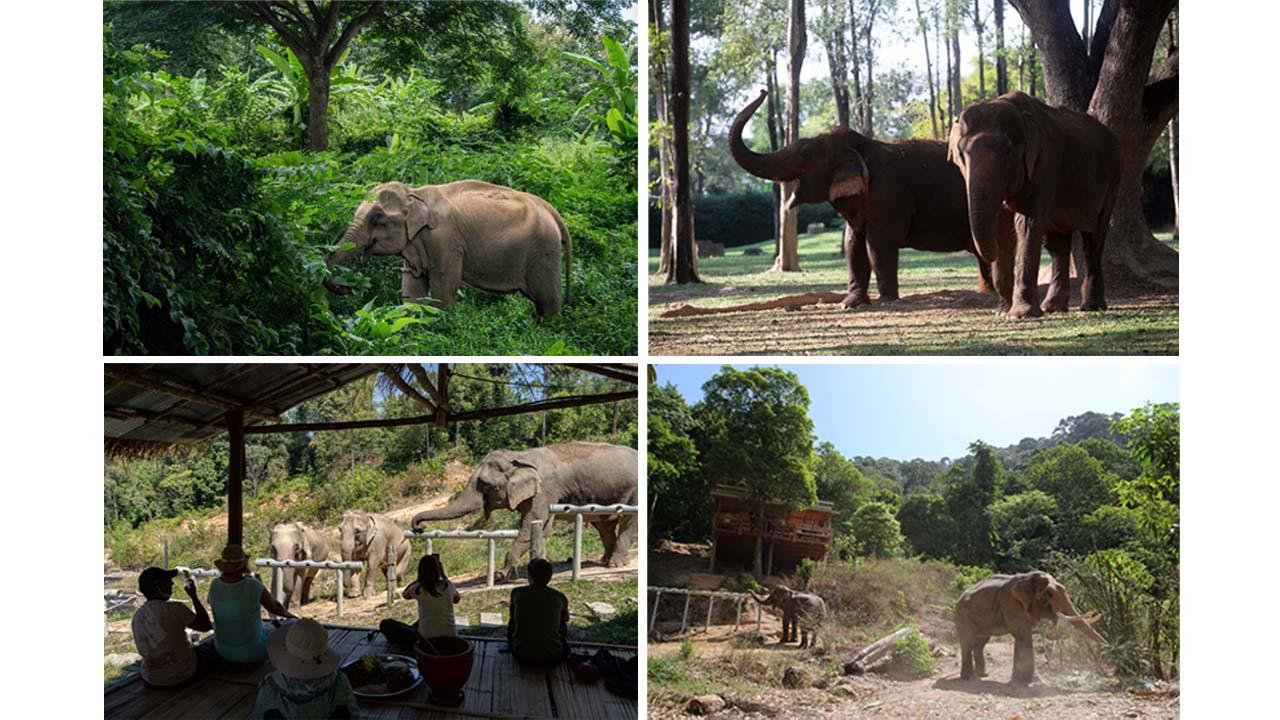 4 ปางช้างไทย ชนะใจนักท่องเที่ยวทั่วโลก