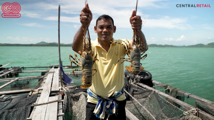 image1 โก โฮลเซลล์ สนับสนุนประมงพื้นบ้าน ขนทัพ กุ้งมังกร 7 สีภูเก็ต สู่ร้านอาหารทั่วไทย