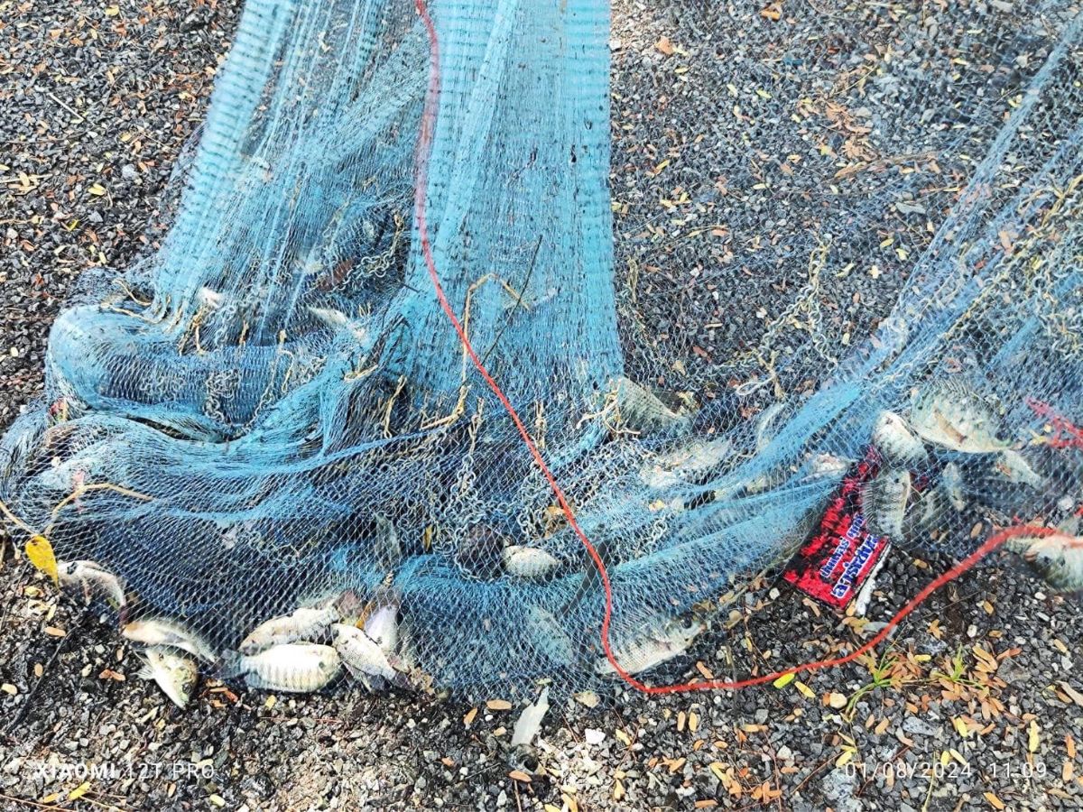 สงขลา ห่วงผู้เลี้ยงกุ้งเสี่ยงสูง เร่งจัดแข่งขันไล่ล่าปลาหมอคางดำ 3 คลองพื้นที่ระบาด ชิงเงินรางวัล