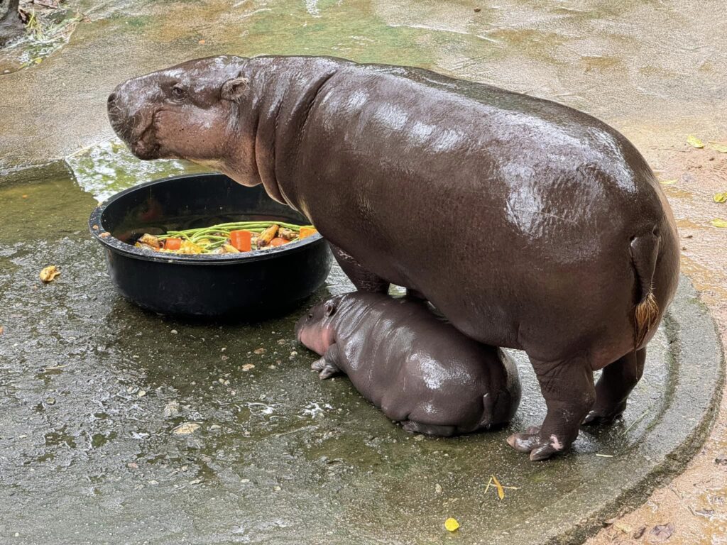 หมูเด้ง