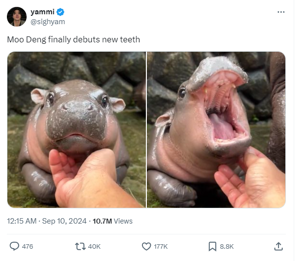 หมูเด้ง