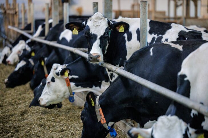 Cow ฟาร์มโคนม ภาพโดย JENS SCHLUETER / AFP
