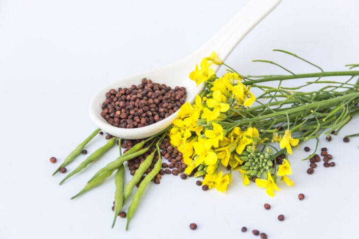 canola_Web คาโนลา