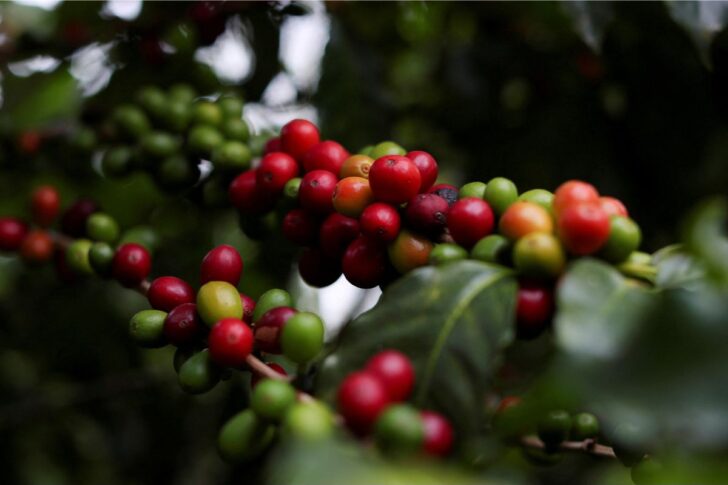 coffee_Web ผลกาแฟ ภาพโดย REUTERS/Amanda Perobelli