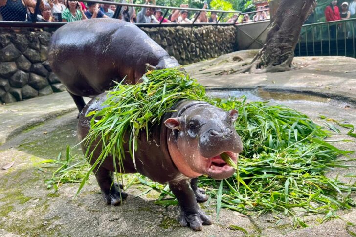 หมูเด้ง