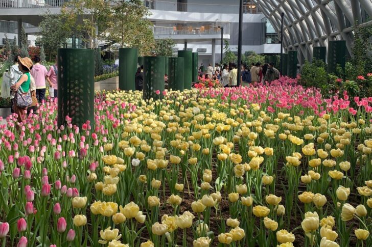 cover_tulip