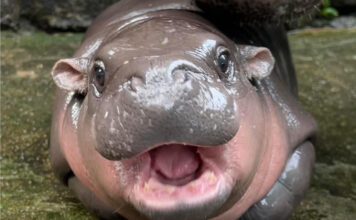 hippo