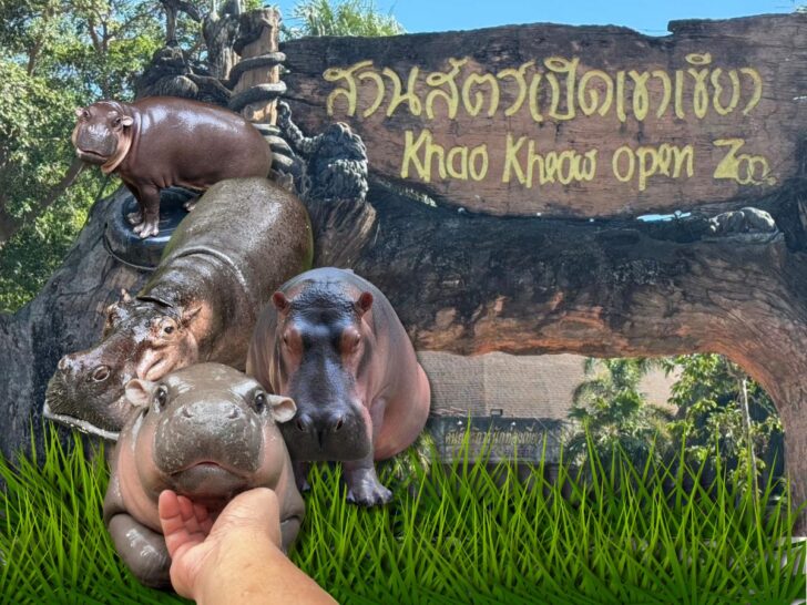 mhoodeang-web หมูเด้ง สวนสัตว์เปิดเขาเขียว