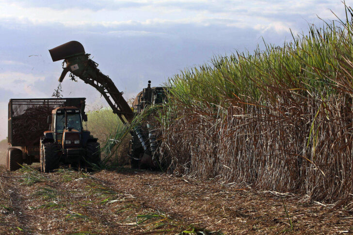 BRAZIL-SUGAR_CANE ไร่อ้อย บราซิล