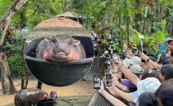 หมูเด้งฟีเวอร์