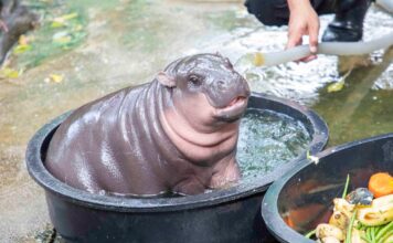 หมูเด้ง