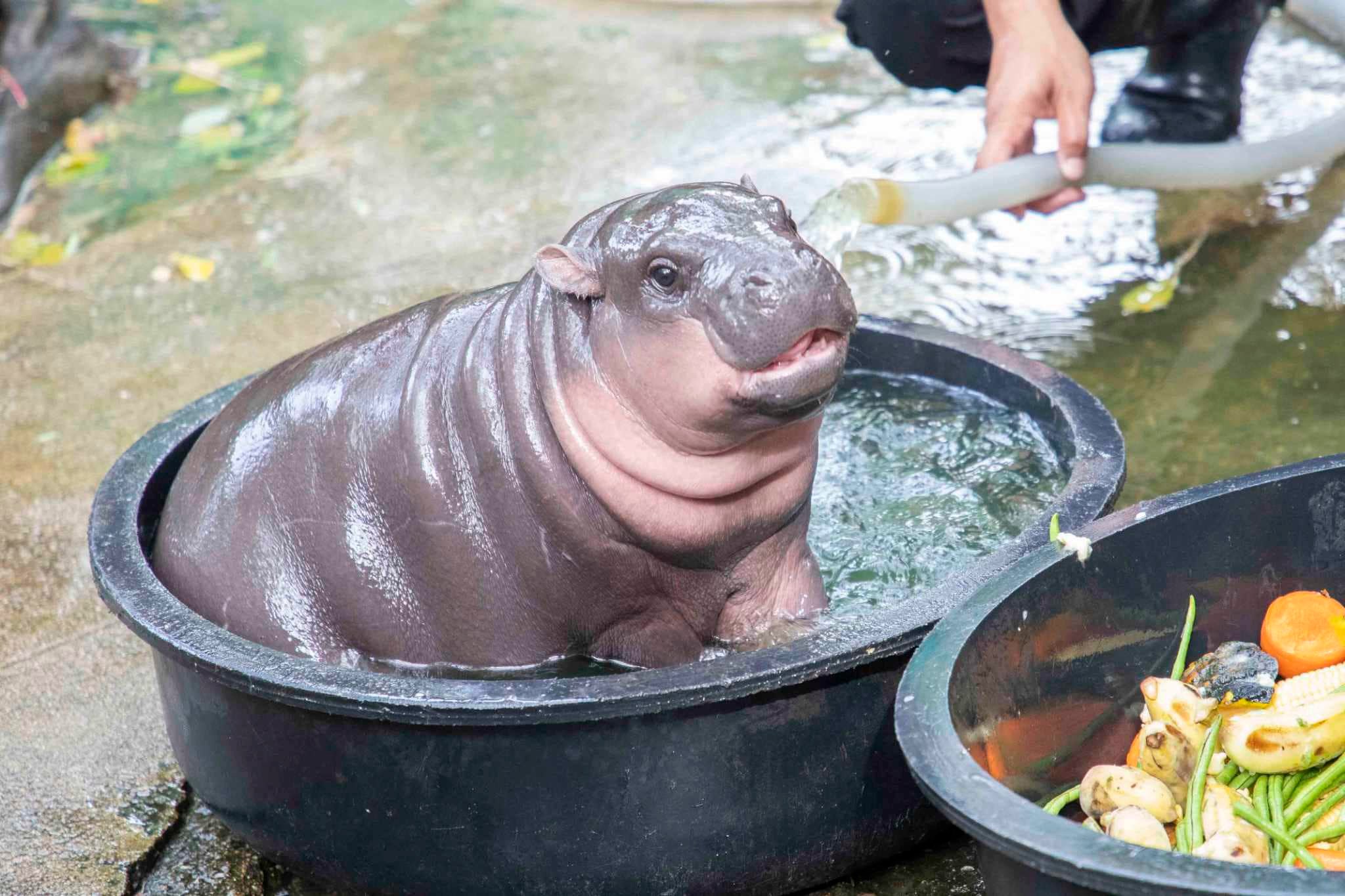 เร่งคุ้มครองสิทธิน้อง องค์การสวนสัตว์ ชวนออกแบบ “โลโก้” หมูเด้ง