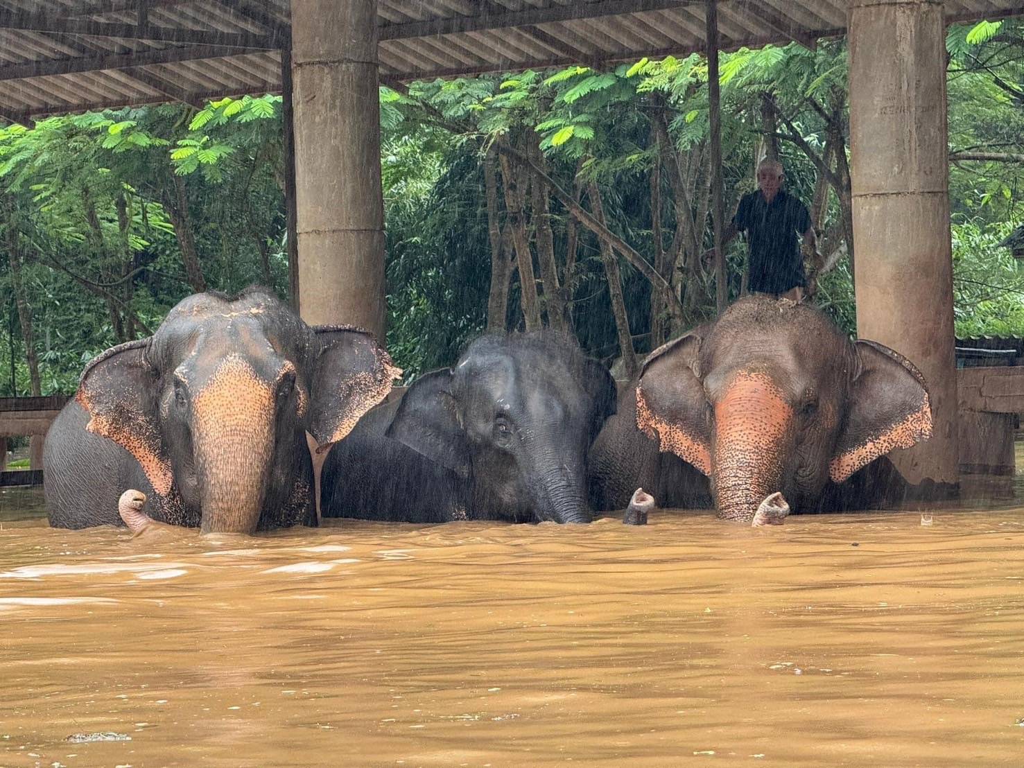 กรมอุทยานฯระดมกำลังเจ้าหน้าที่ เข้าช่วยเหลือปางช้างแม่แตง-เชียงใหม่