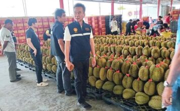 durian2410