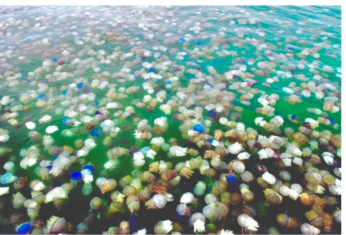 Jellyfish